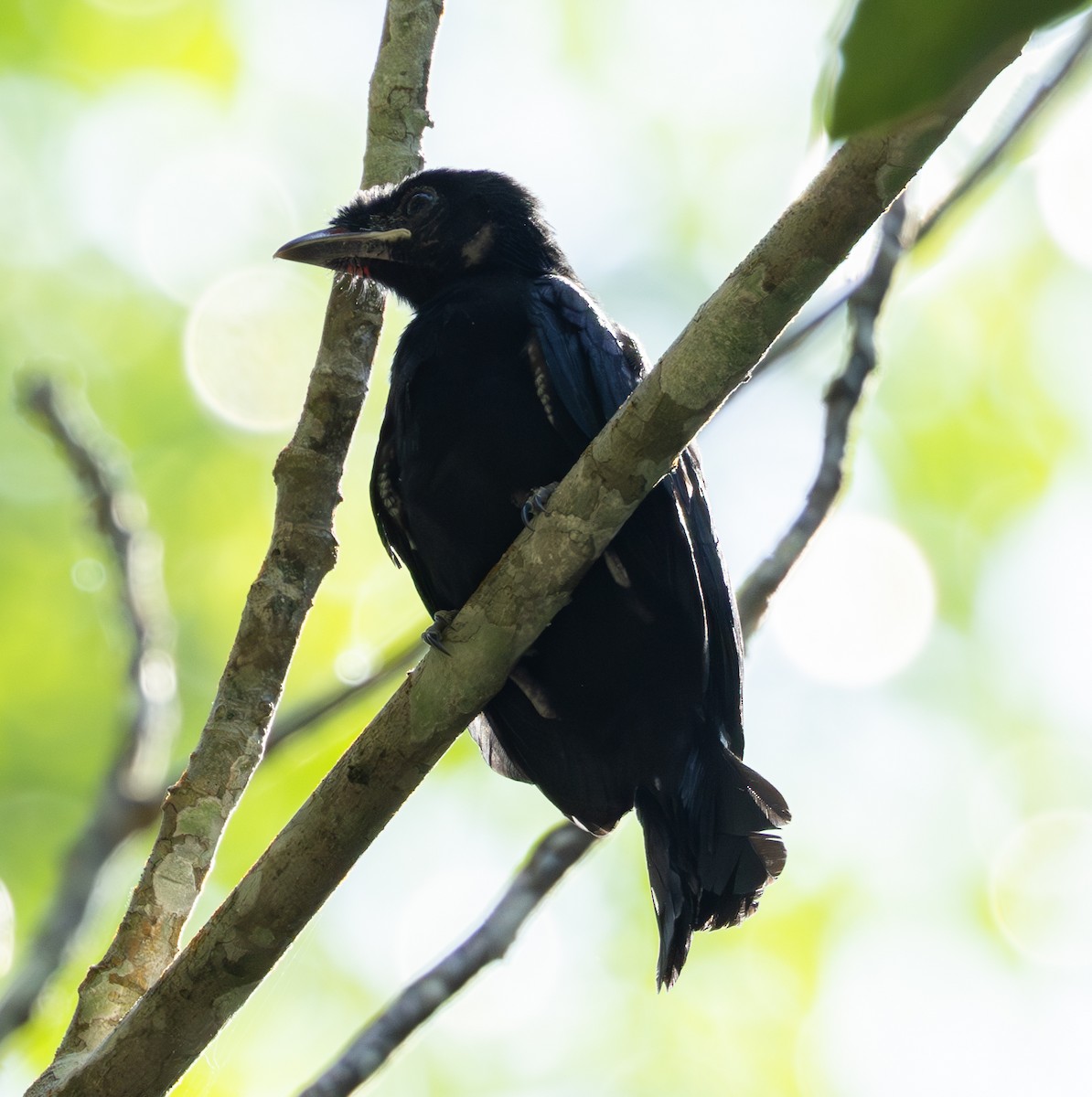Greater Racket-tailed Drongo - ML619725069