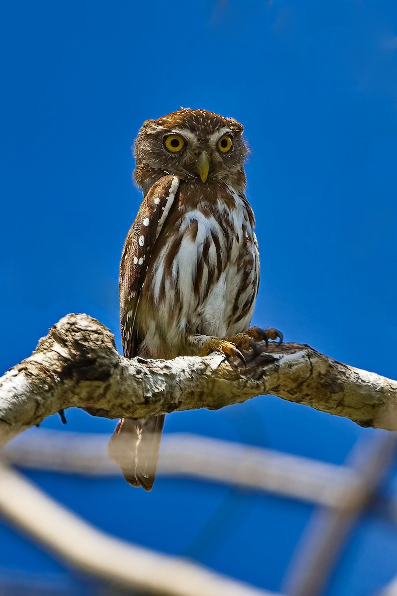 Ferruginous Pygmy-Owl - ML619725072