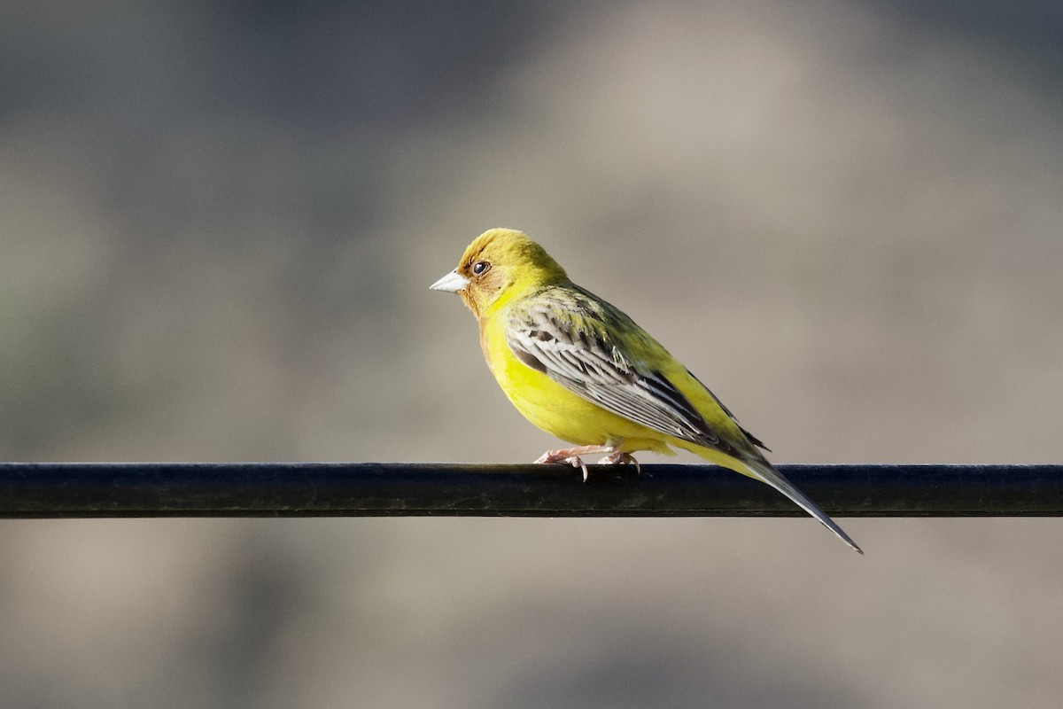 Red-headed Bunting - ML619725104