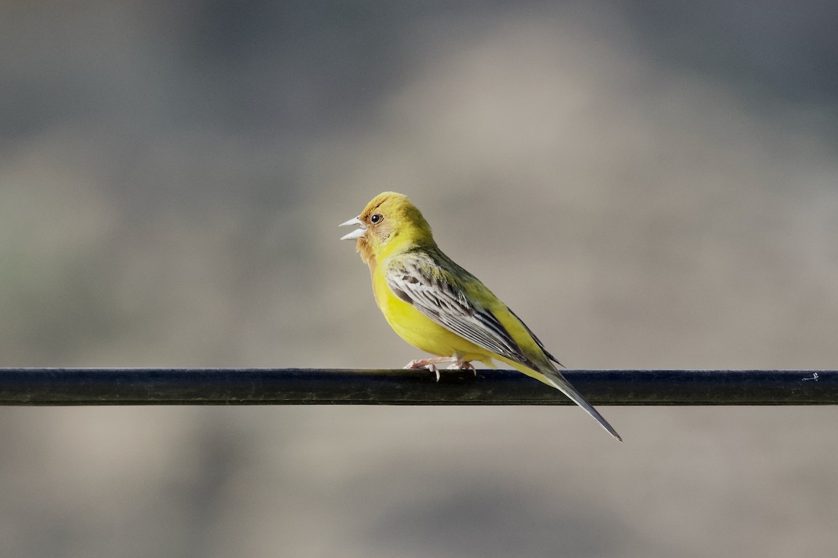 Red-headed Bunting - ML619725105