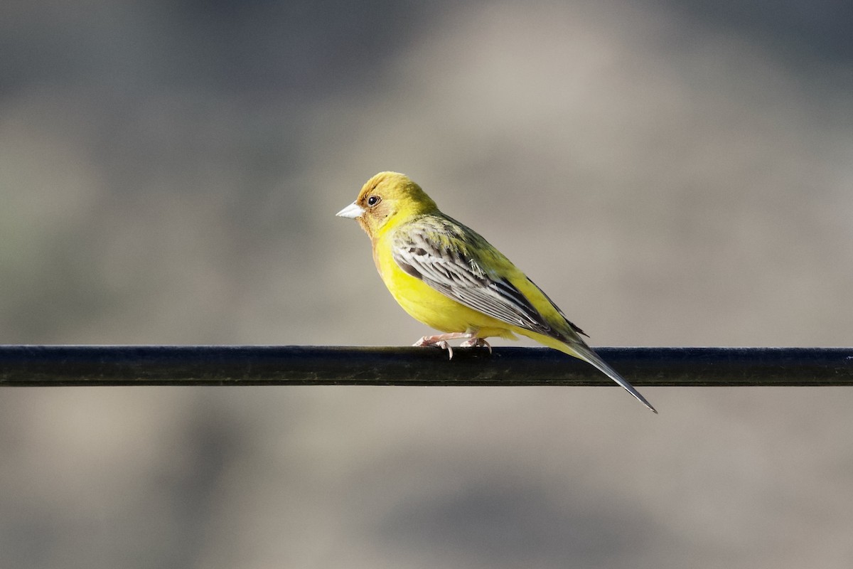Red-headed Bunting - ML619725106