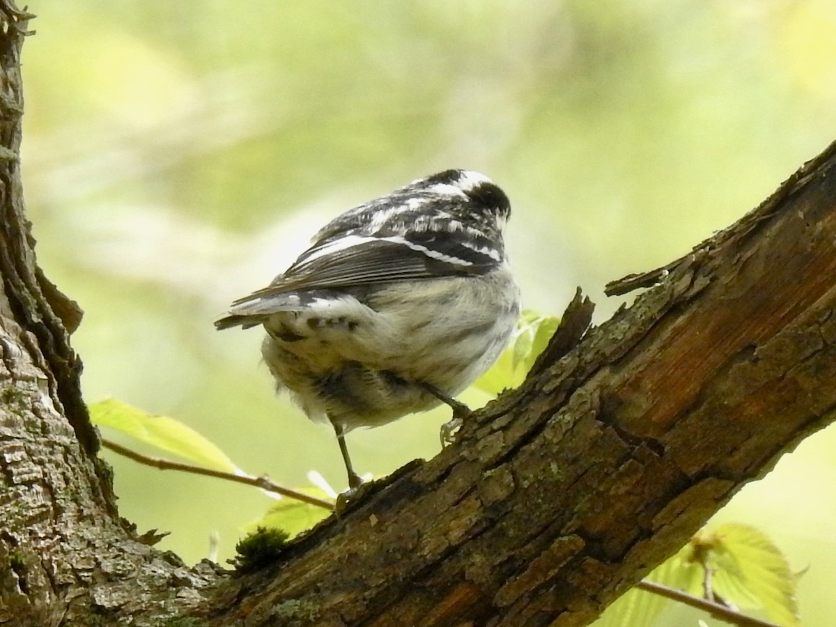Black-and-white Warbler - ML619725114