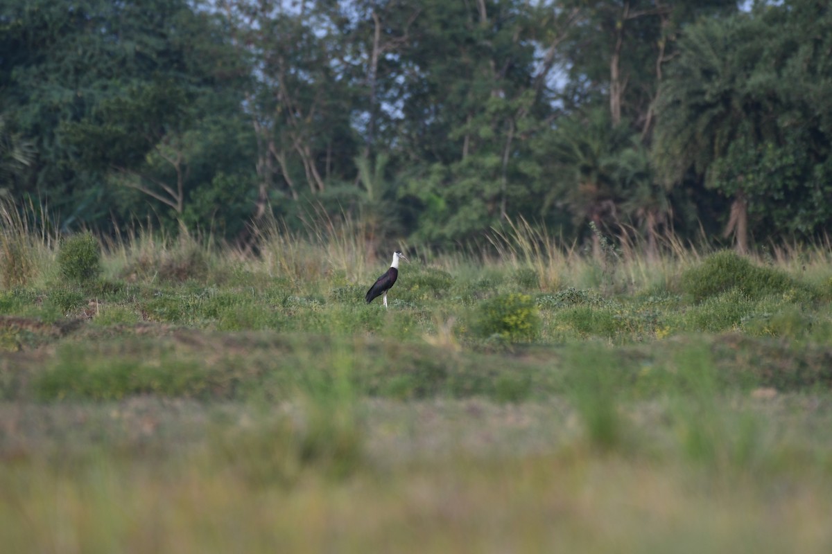 Asian Woolly-necked Stork - ML619725178