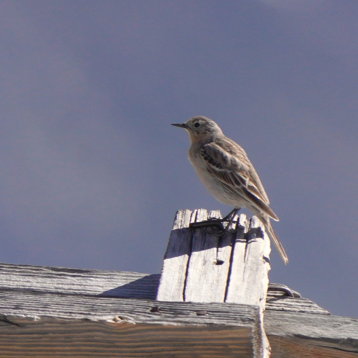 Water Pipit - ML619725267