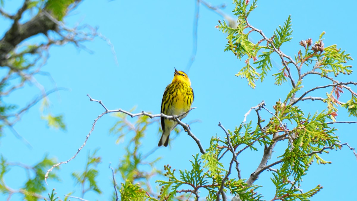 Cape May Warbler - ML619725271