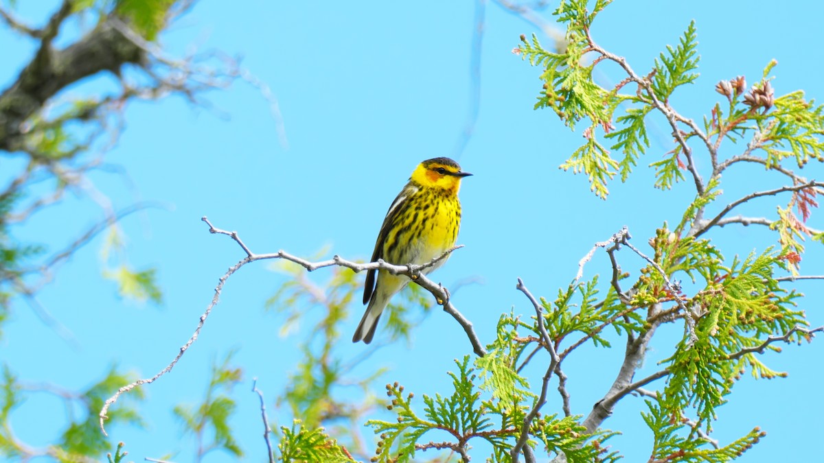 Cape May Warbler - ML619725272