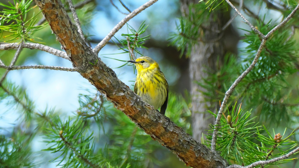 Cape May Warbler - ML619725273