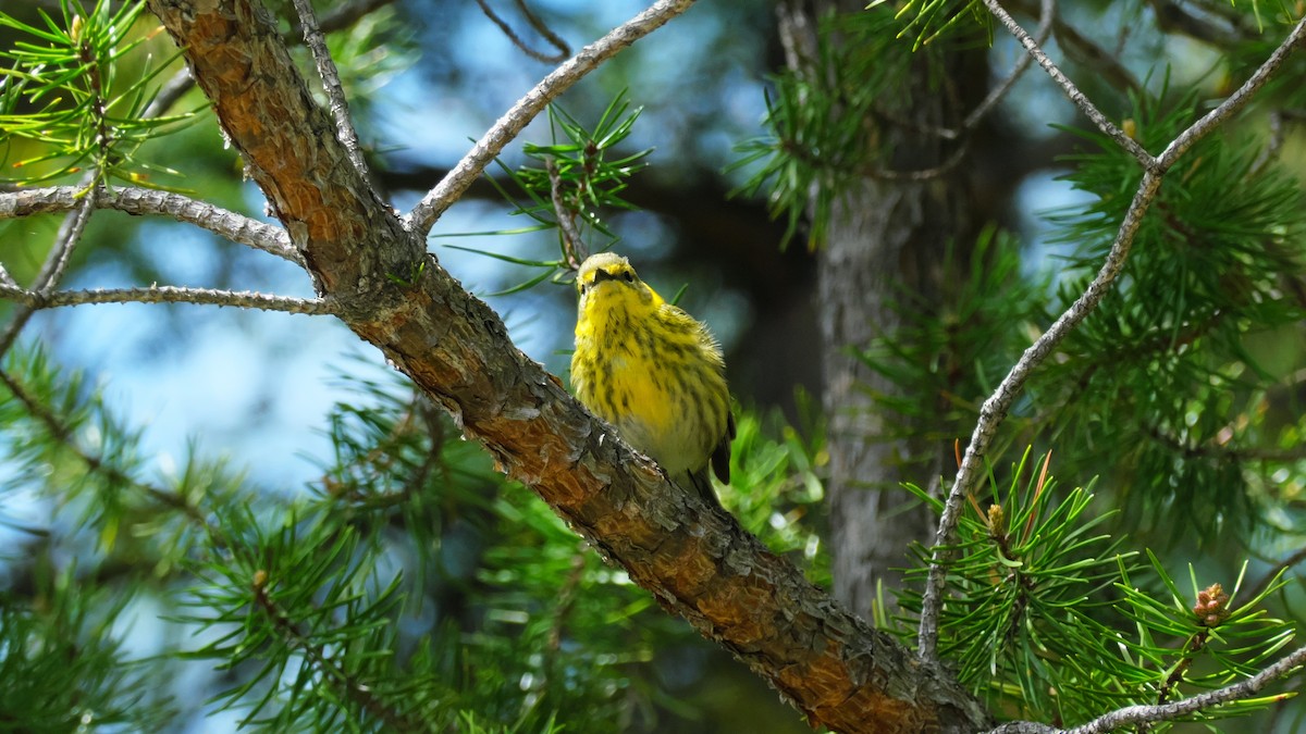Cape May Warbler - ML619725275