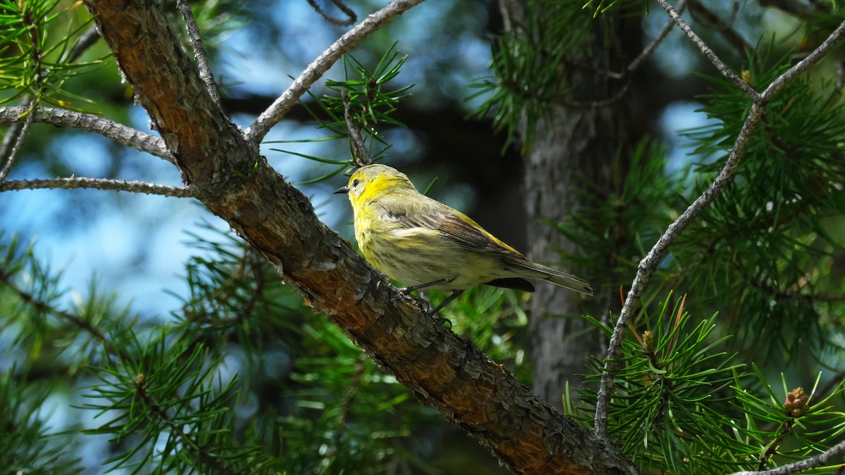 Cape May Warbler - ML619725276