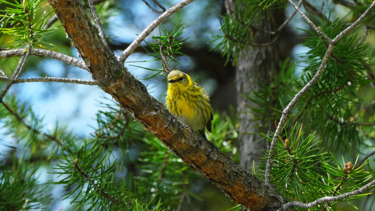 Cape May Warbler - ML619725277
