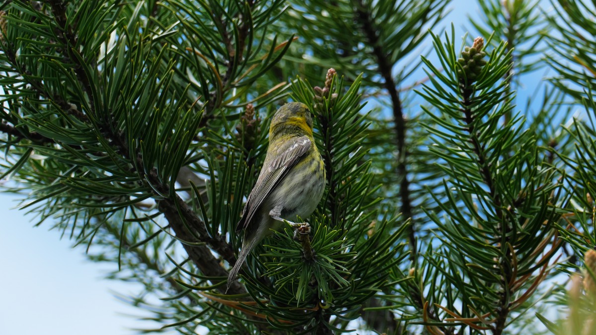Cape May Warbler - ML619725278