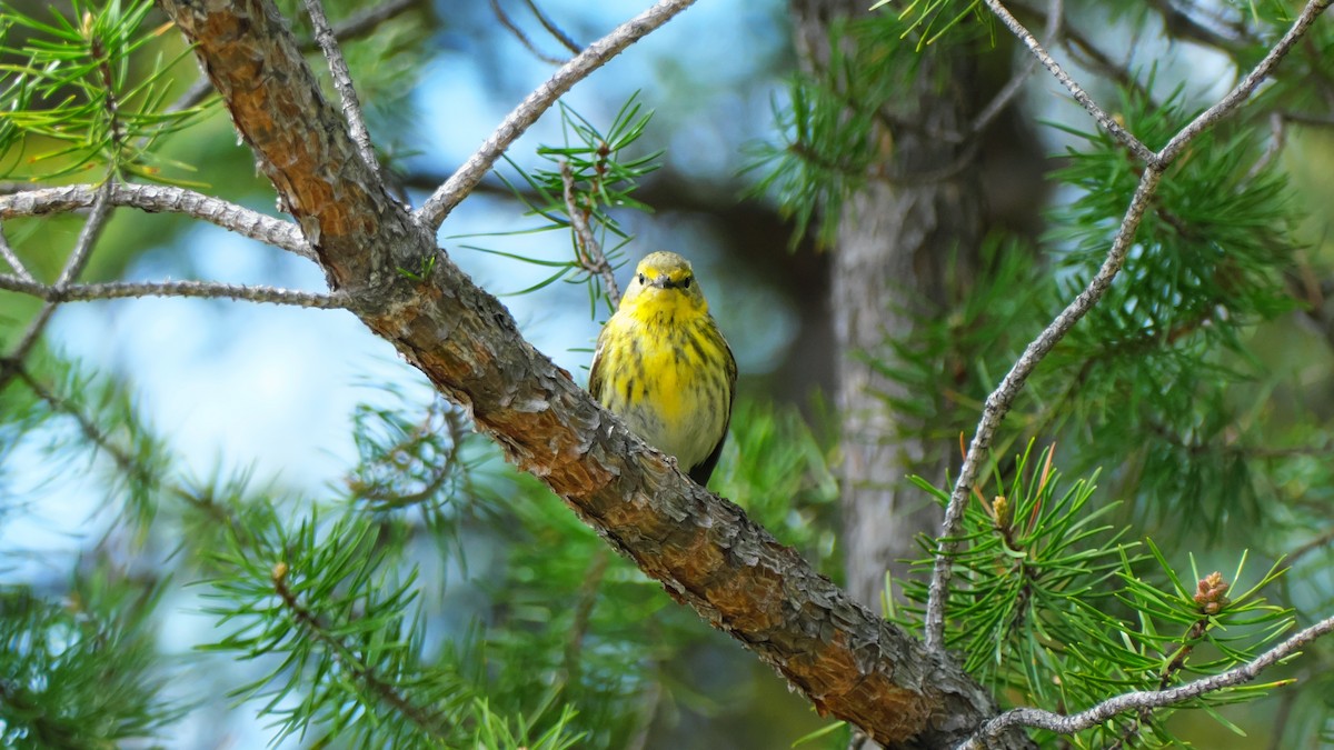 Cape May Warbler - ML619725279