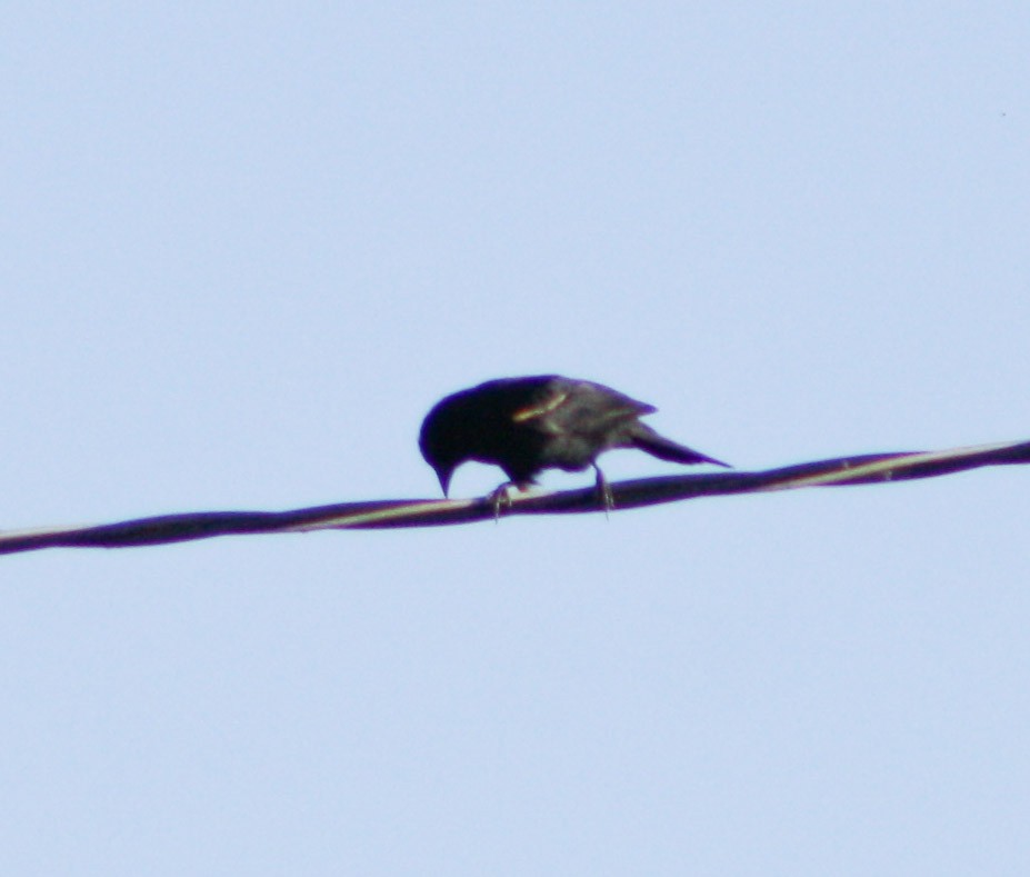 Tawny-shouldered Blackbird - ML619725287
