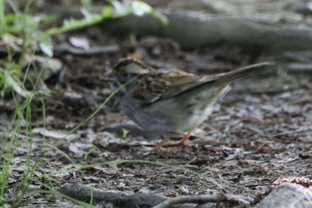 White-throated Sparrow - ML619725306
