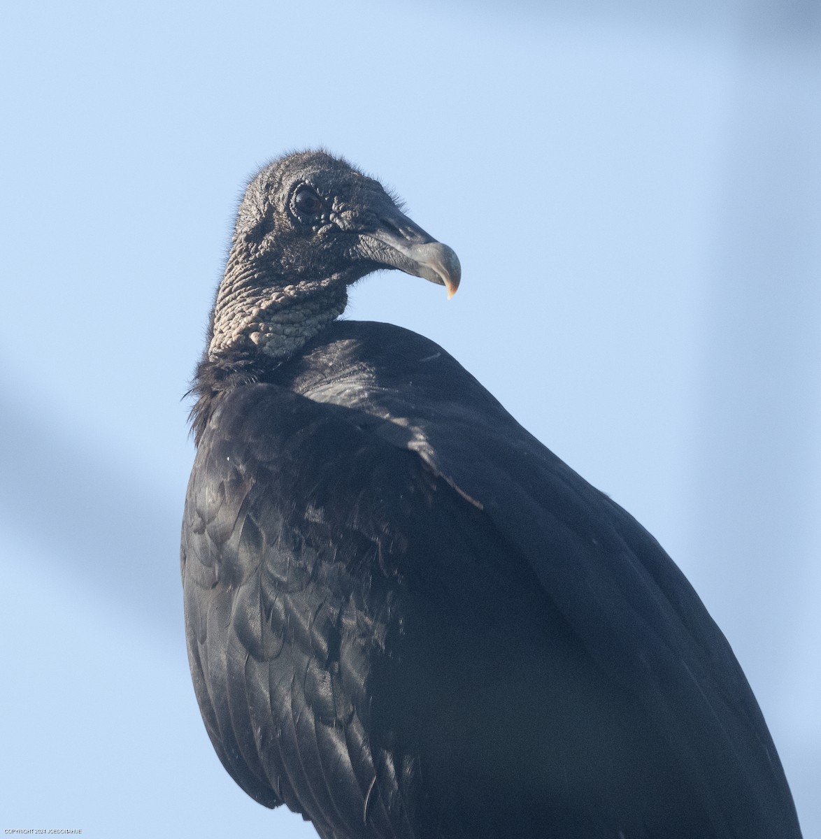 Black Vulture - ML619725330