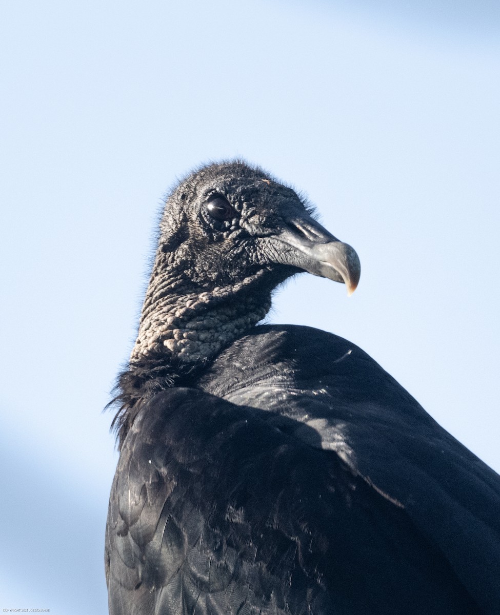 Black Vulture - ML619725331