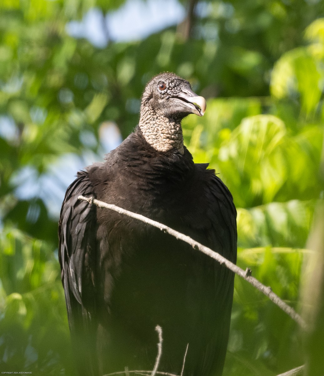 Black Vulture - ML619725332