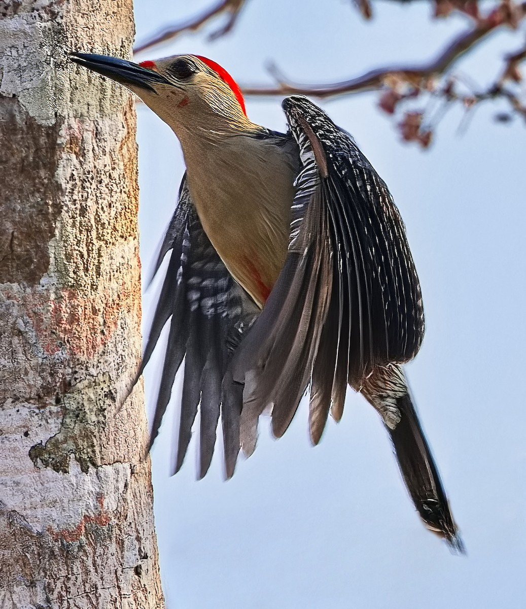 Golden-fronted Woodpecker - ML619725360