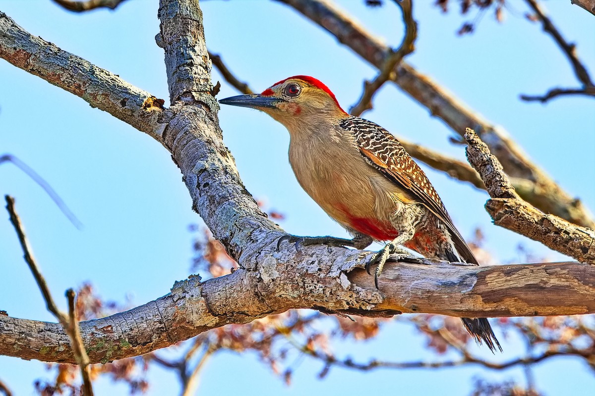 Golden-fronted Woodpecker - ML619725362
