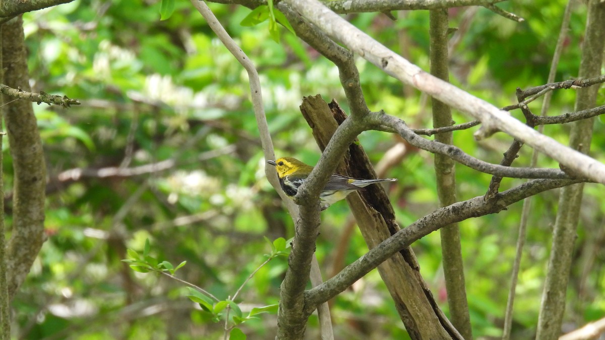 Black-throated Green Warbler - ML619725392