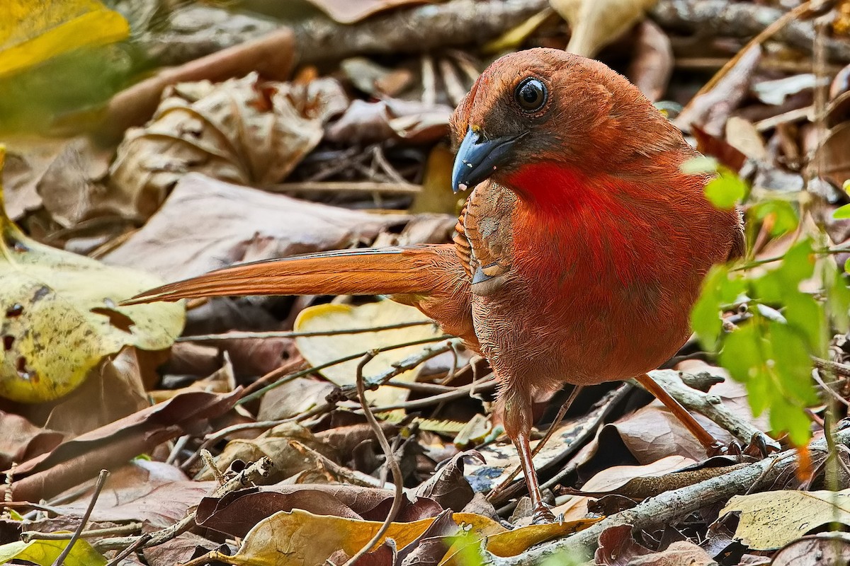 Red-throated Ant-Tanager (Salvin's) - ML619725412