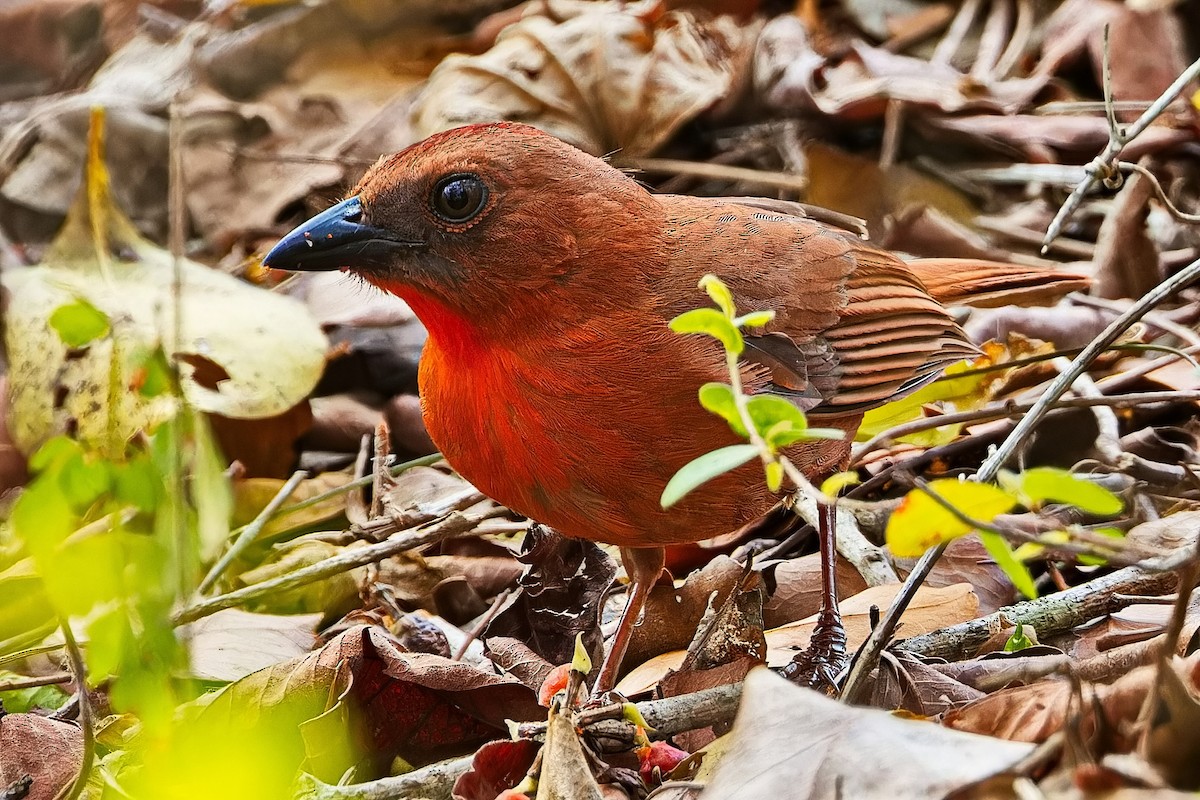 Red-throated Ant-Tanager (Salvin's) - ML619725413