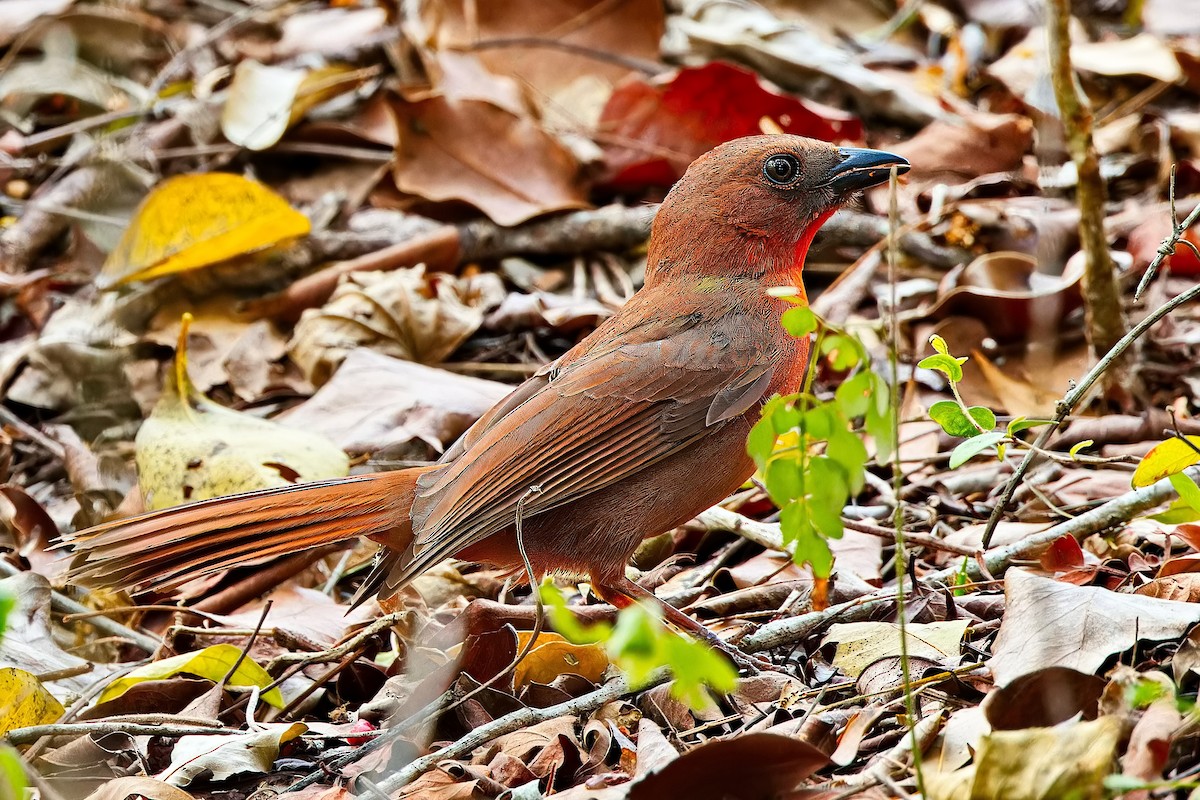Red-throated Ant-Tanager (Salvin's) - ML619725415