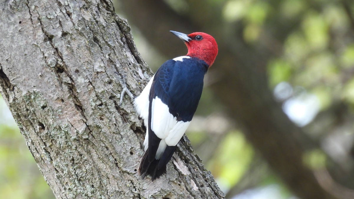 Red-headed Woodpecker - ML619725420