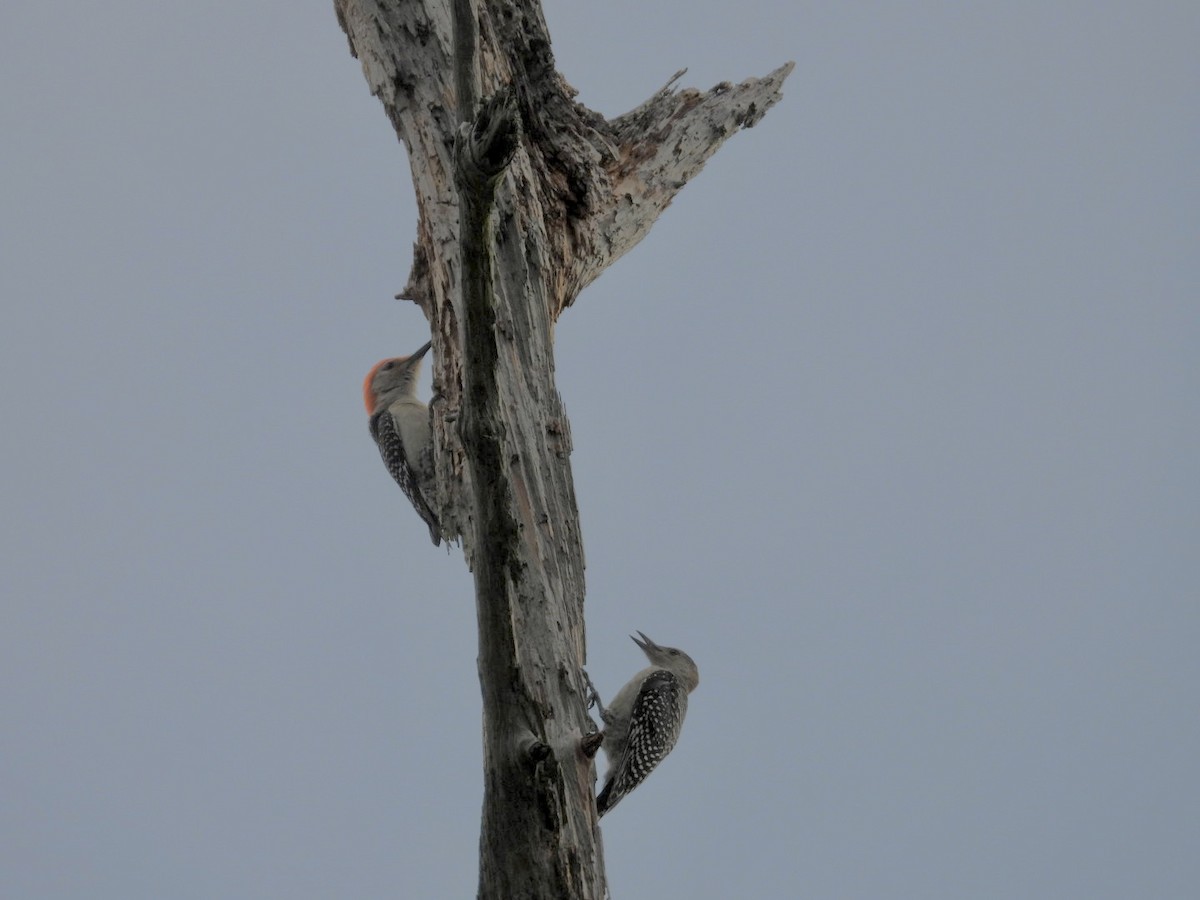 Red-bellied Woodpecker - ML619725424
