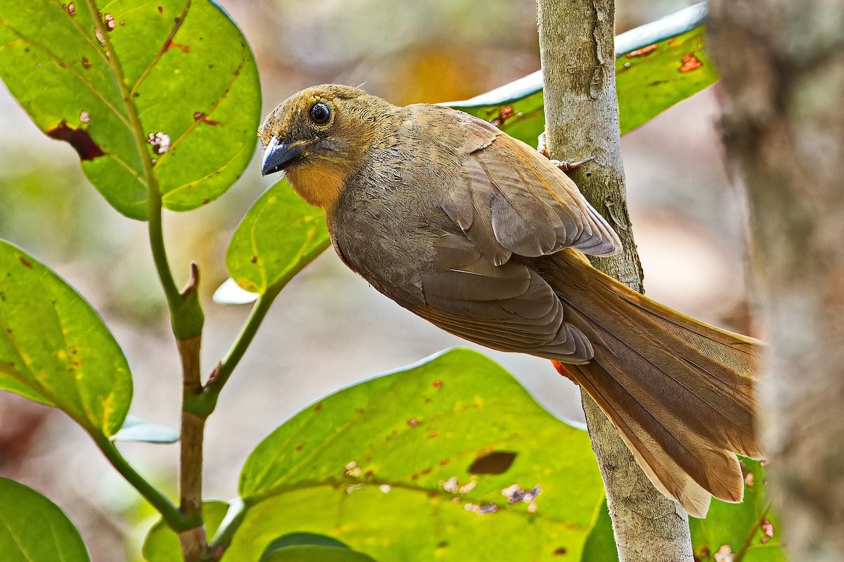 Red-throated Ant-Tanager (Salvin's) - ML619725427