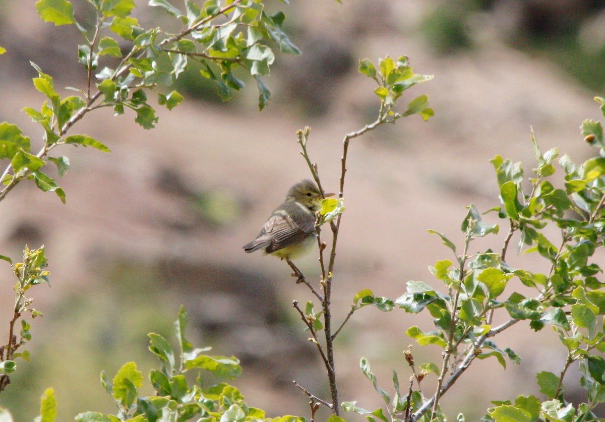 Melodious Warbler - ML619725430