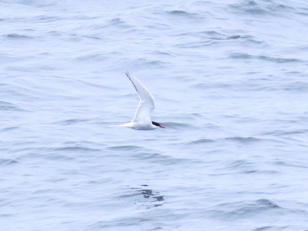 Arctic Tern - ML619725502