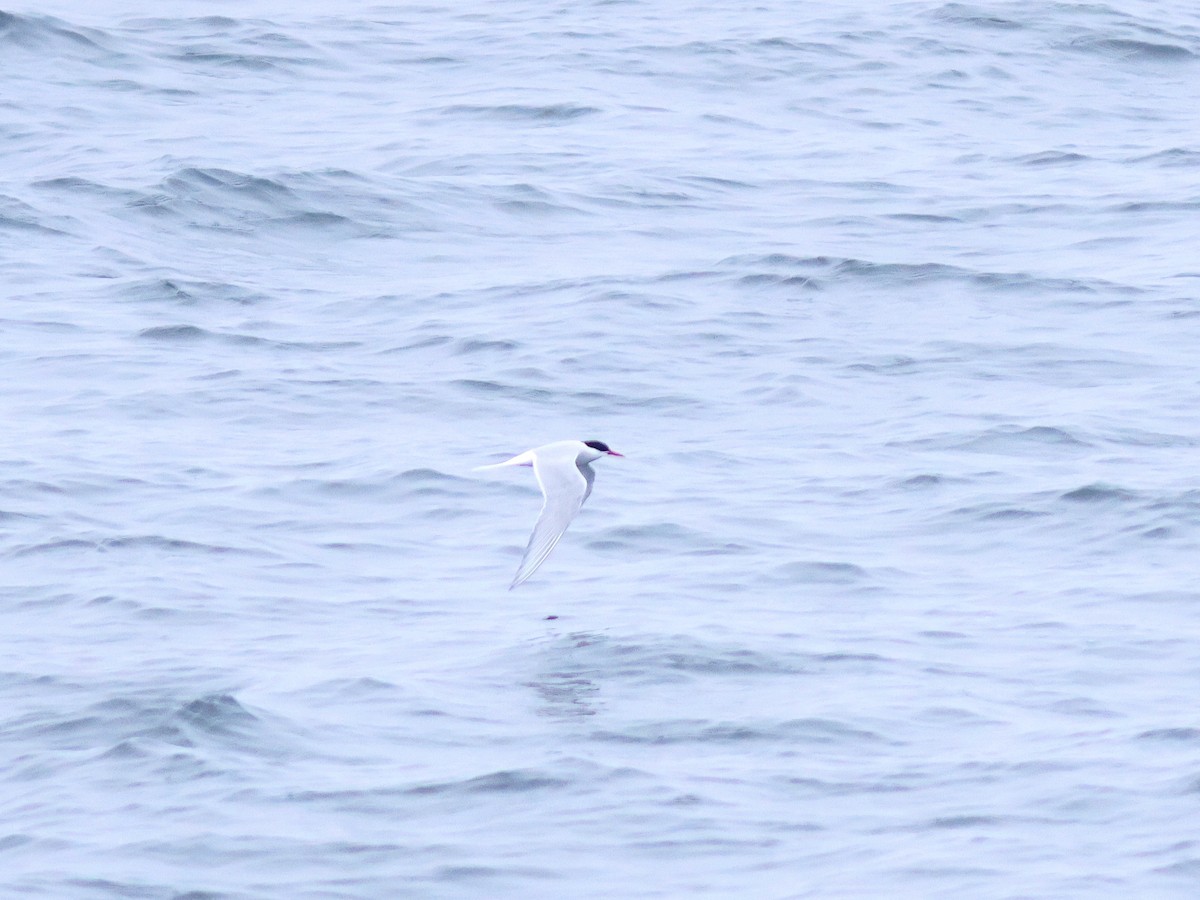 Arctic Tern - ML619725503
