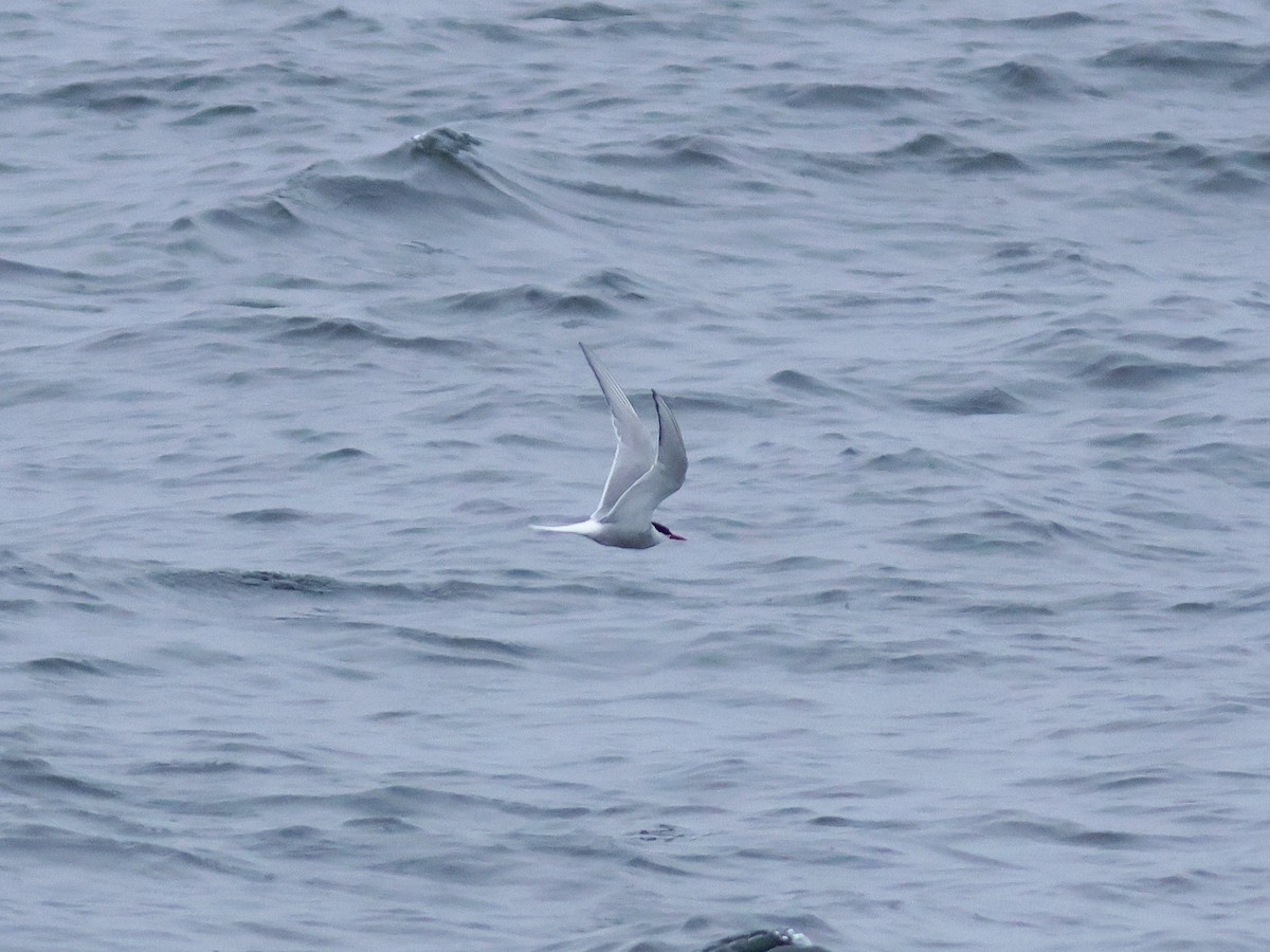 Arctic Tern - ML619725504