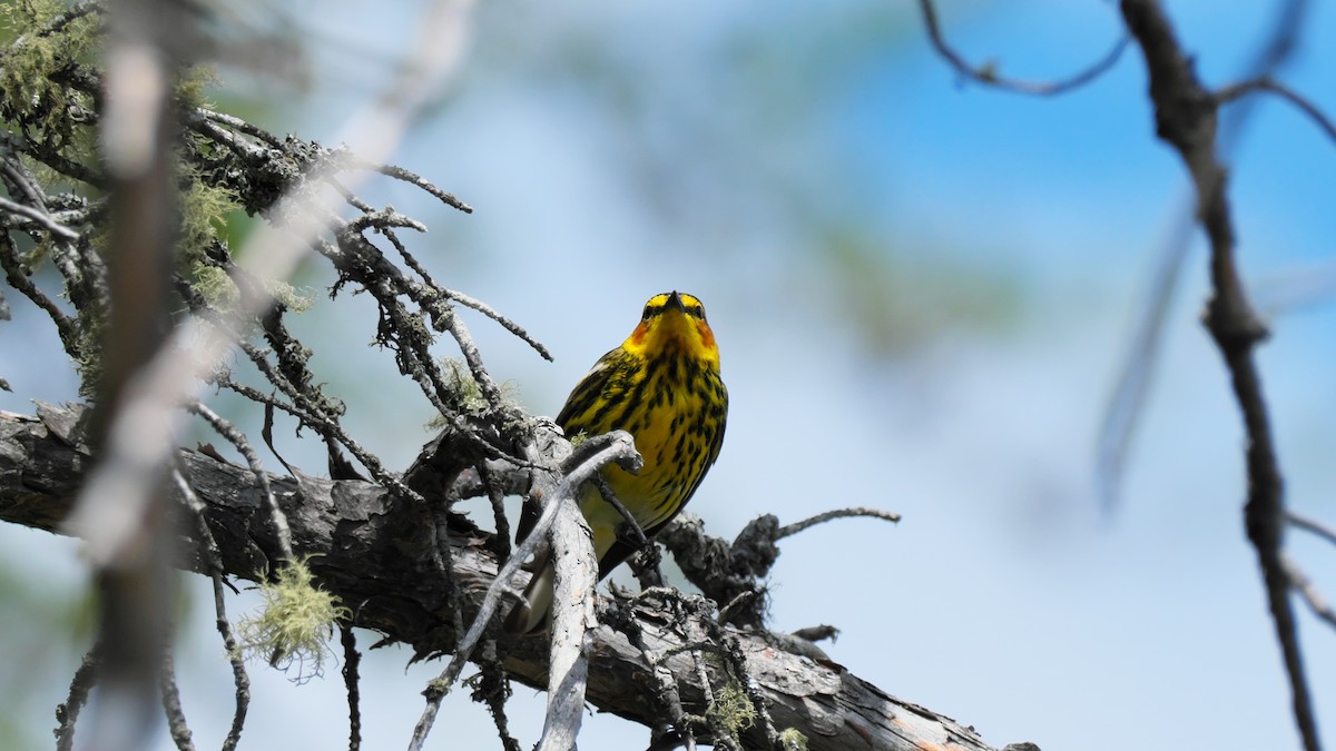 Cape May Warbler - ML619725513