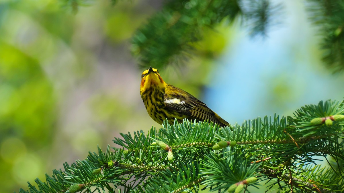 Cape May Warbler - ML619725514