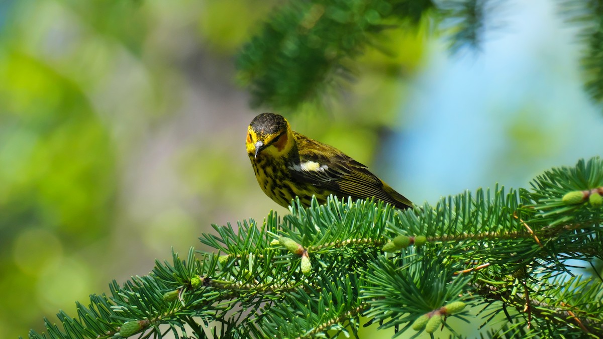 Cape May Warbler - ML619725515