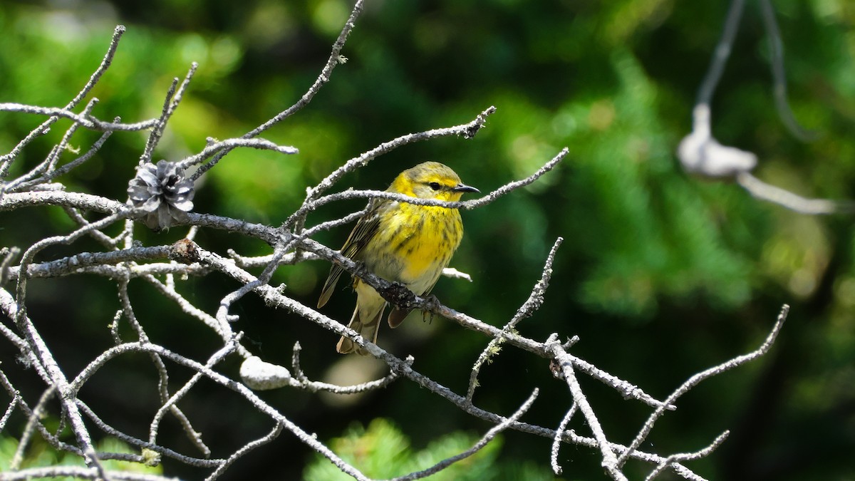 Cape May Warbler - ML619725516