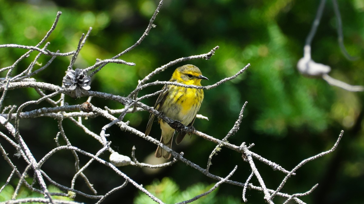 Cape May Warbler - ML619725517
