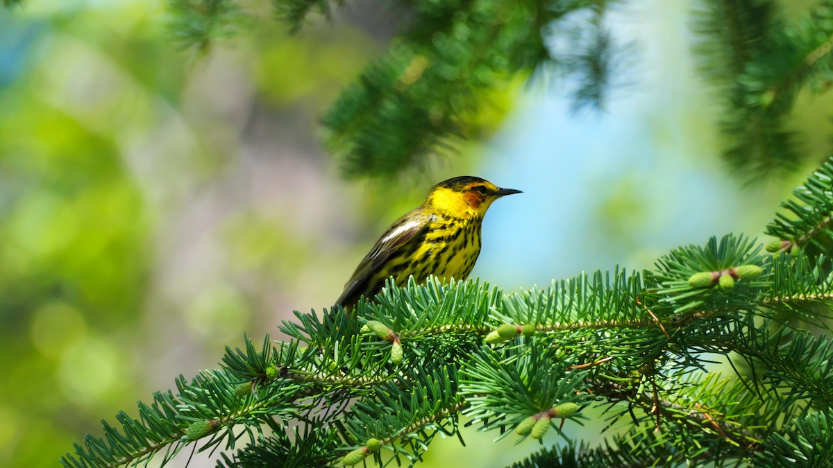 Cape May Warbler - ML619725518