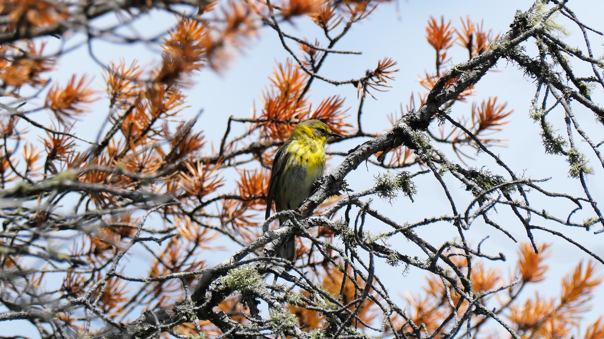 Cape May Warbler - ML619725519