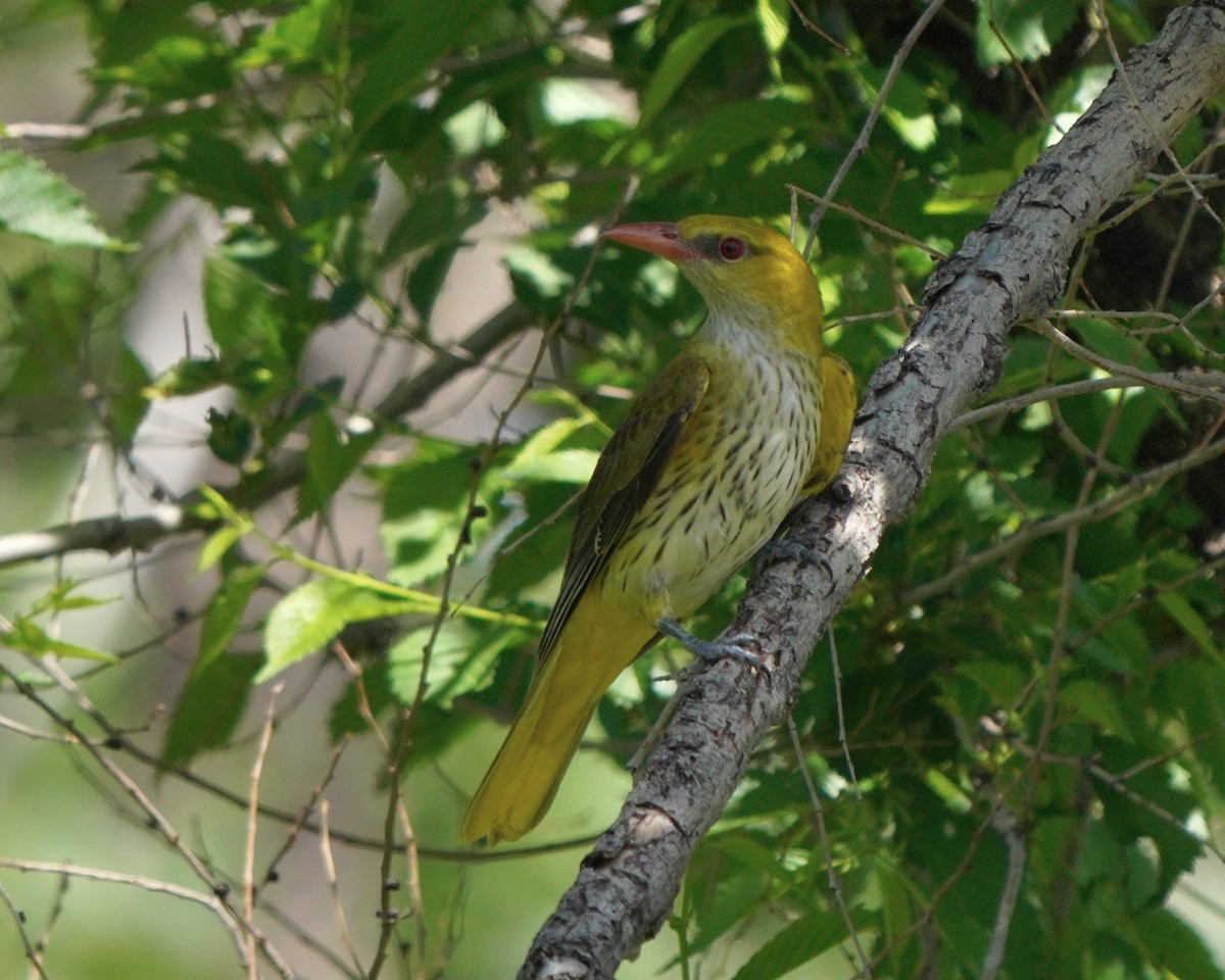 Indian Golden Oriole - ML619725569