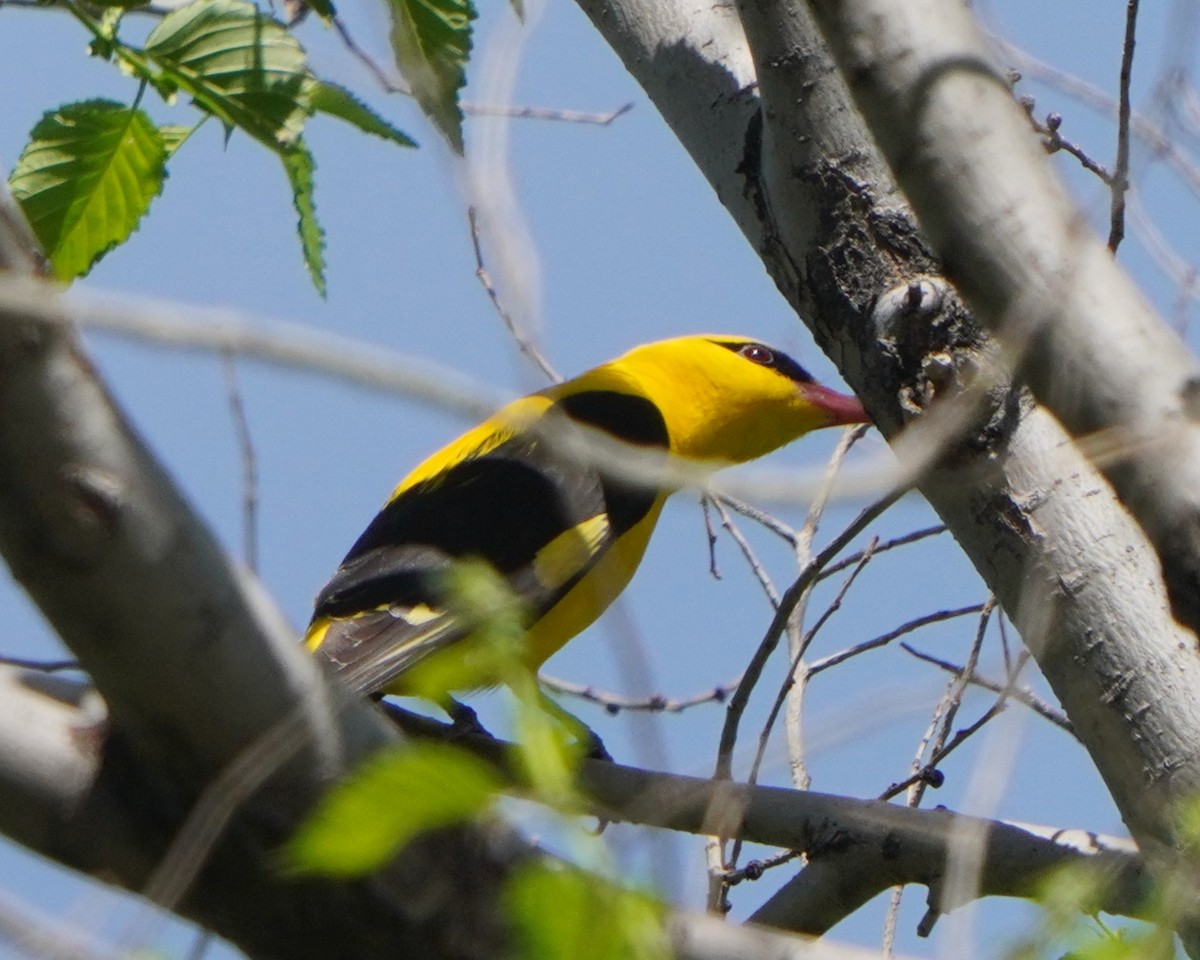 Indian Golden Oriole - ML619725577