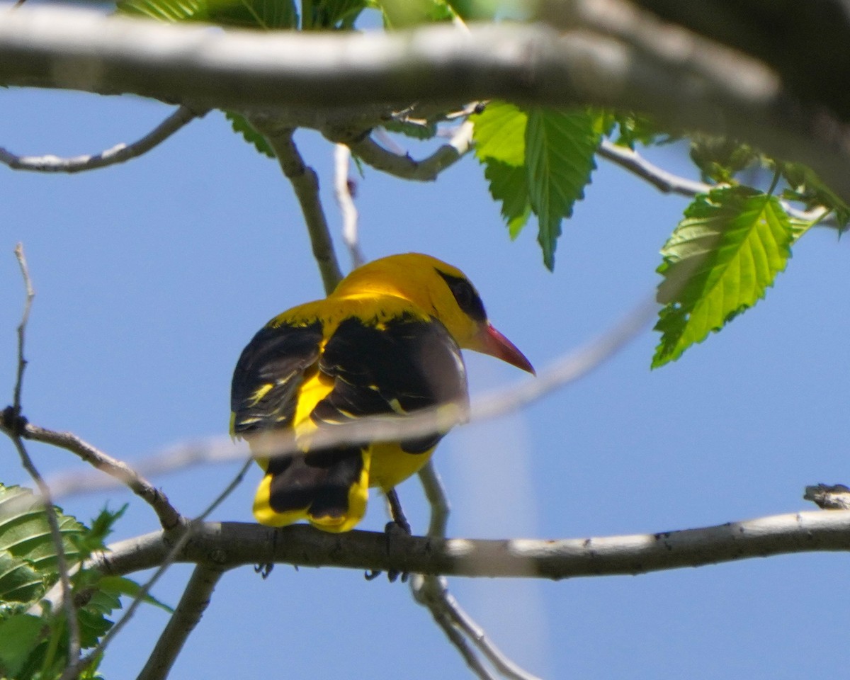 Indian Golden Oriole - ML619725578
