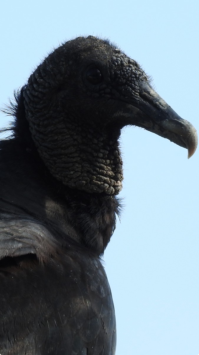 Black Vulture - ML619725597