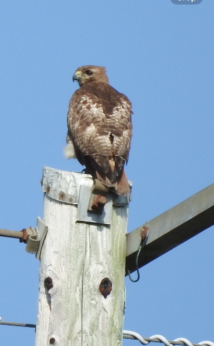 Red-tailed Hawk - ML619725602