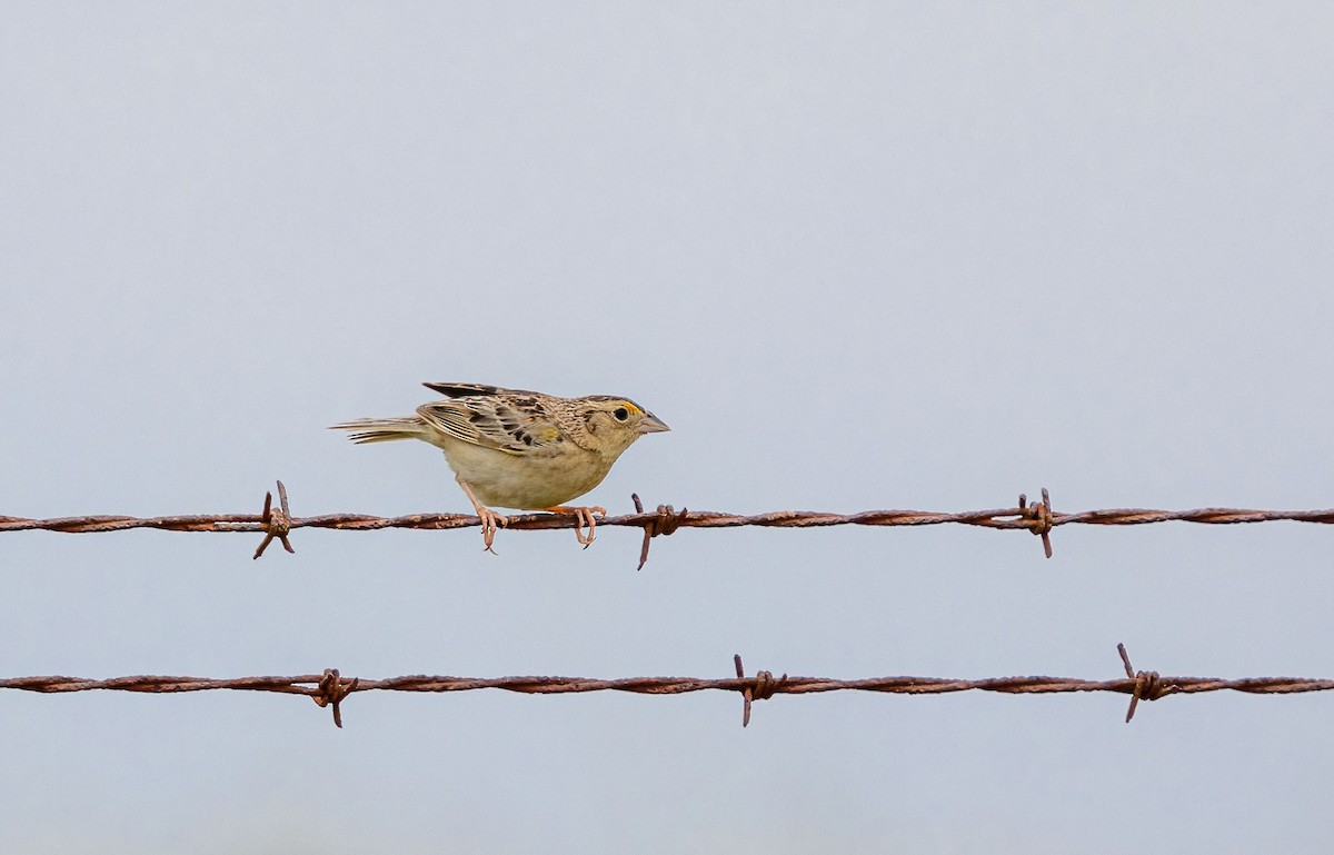 Grasshopper Sparrow - ML619725682