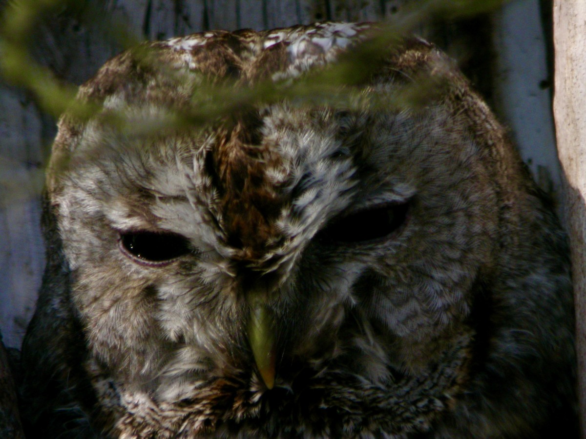 Tawny Owl - ML619725692
