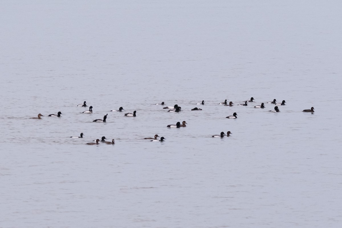 Greater Scaup - ML619725696