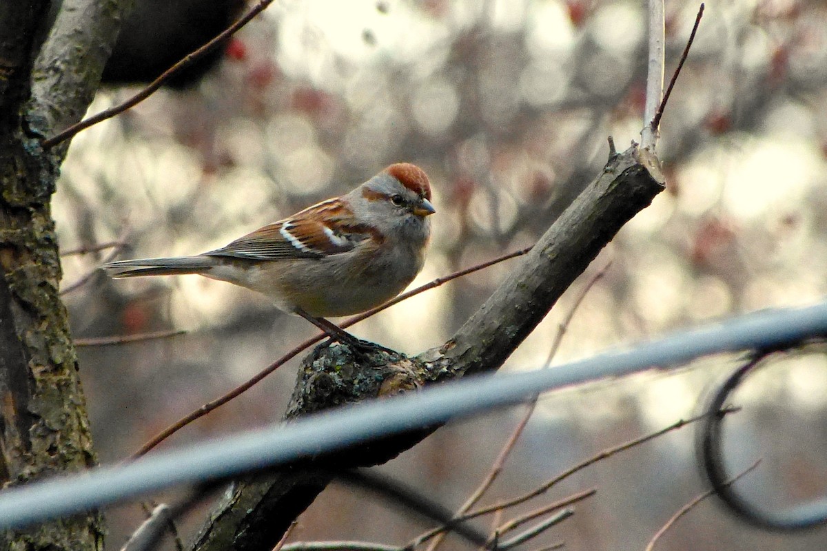 American Tree Sparrow - ML619725705